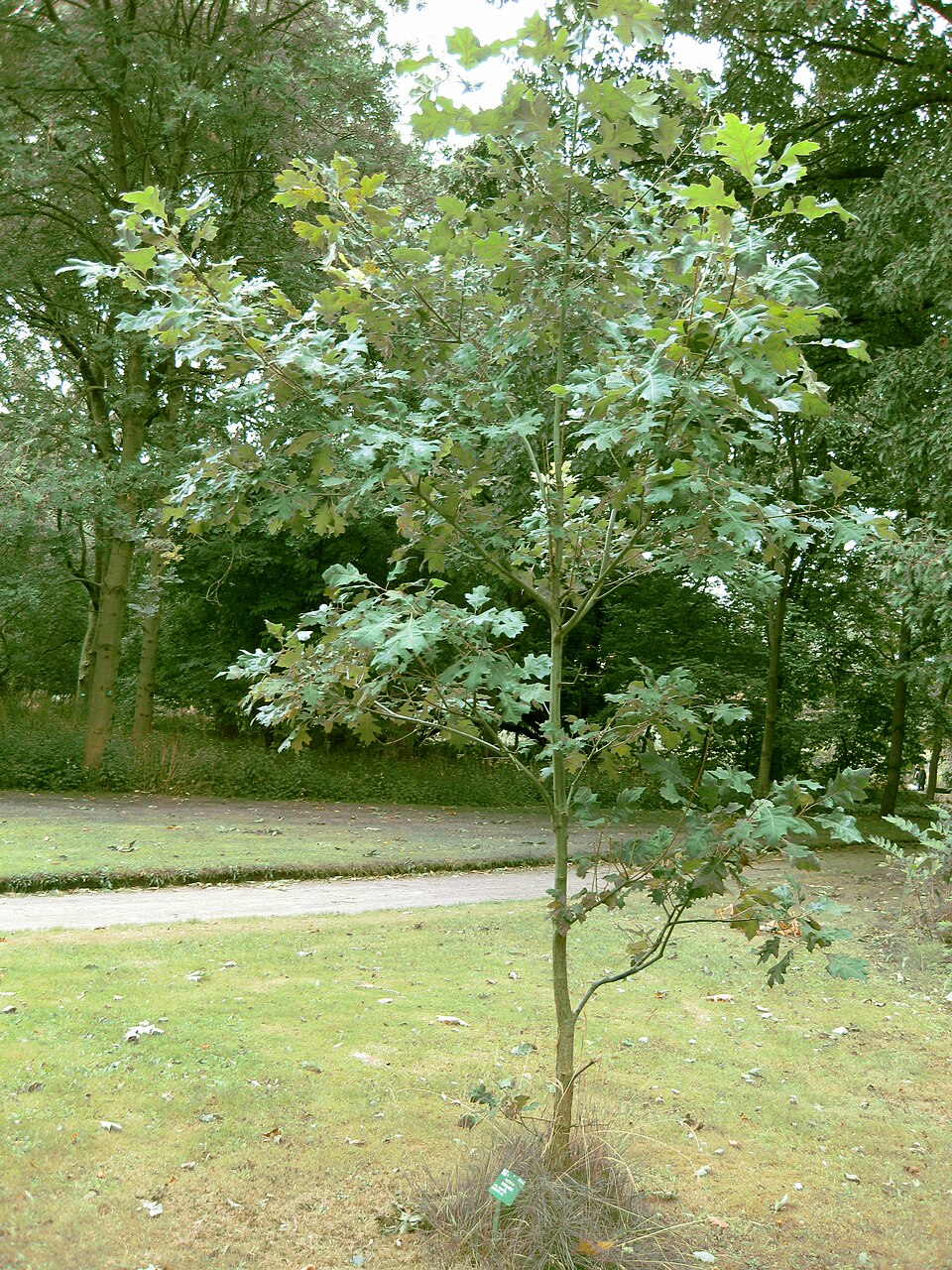 Mature Shumard oak tree with broad rounded canopy and full green foliage